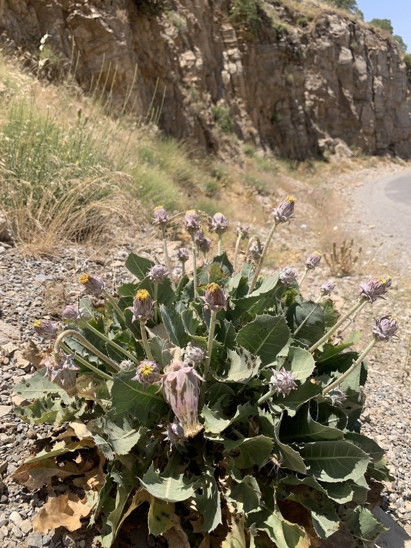Taraxacum sonchoides photo 2