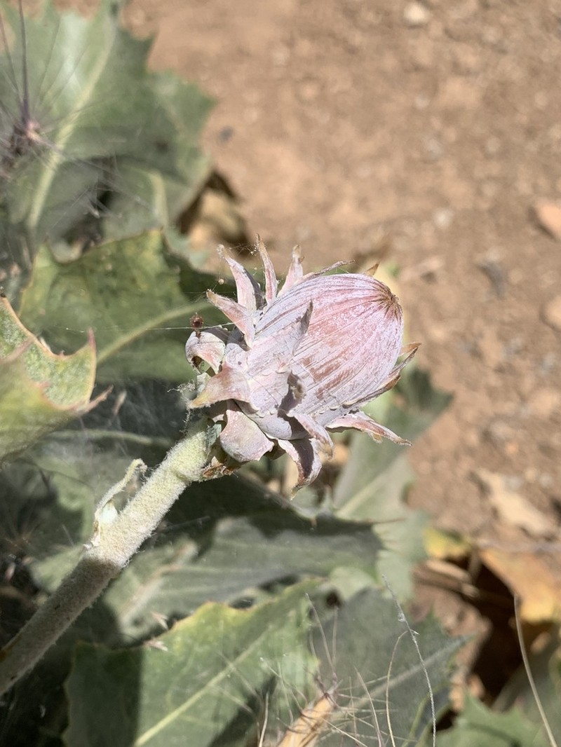 Taraxacum sonchoides photo 3