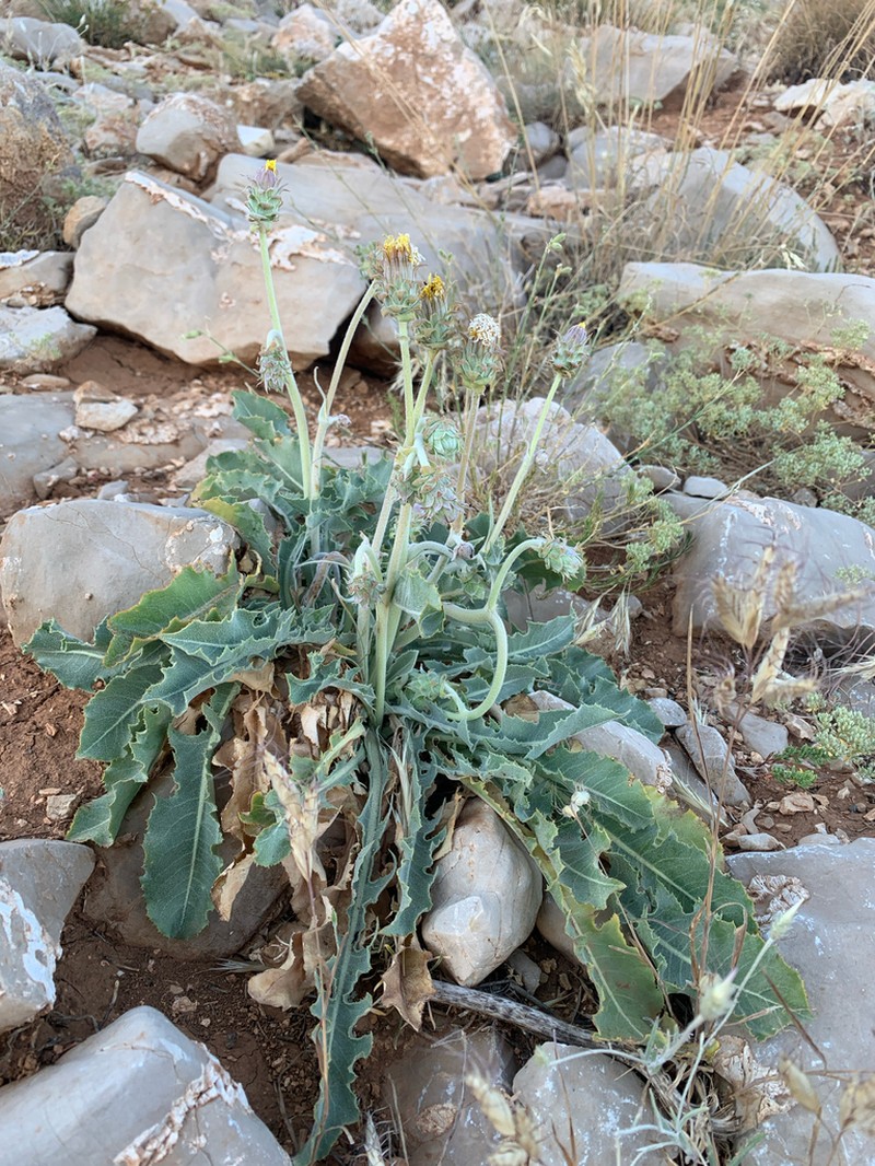 Taraxacum sonchoides photo 4