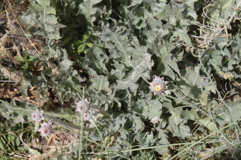 Taraxacum sonchoides photo 5