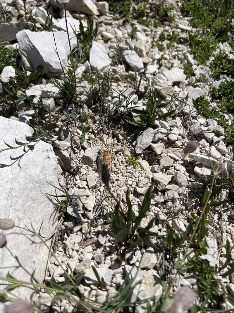 Taraxacum sonchoides photo 6