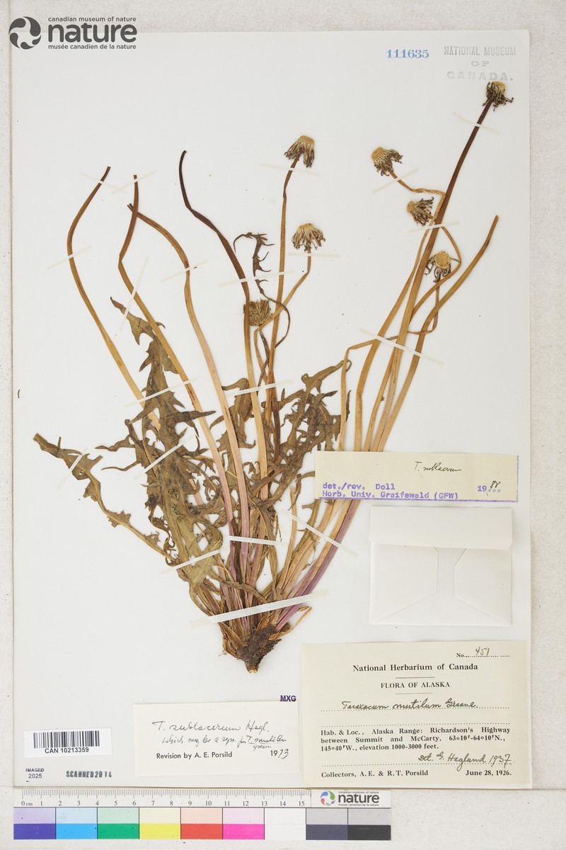 Taraxacum sublacerum