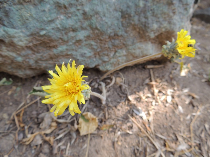Taraxacum turcomanicum