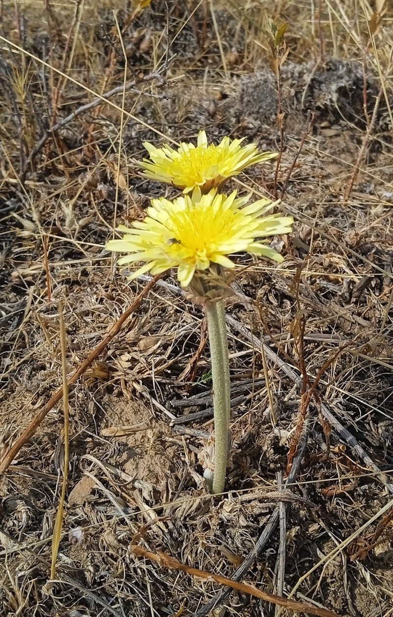 Taraxacum turcomanicum photo 2