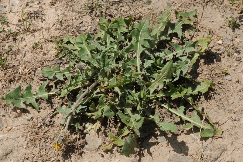 Taraxacum turcomanicum photo 3