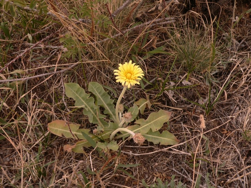 Taraxacum turcomanicum photo 4