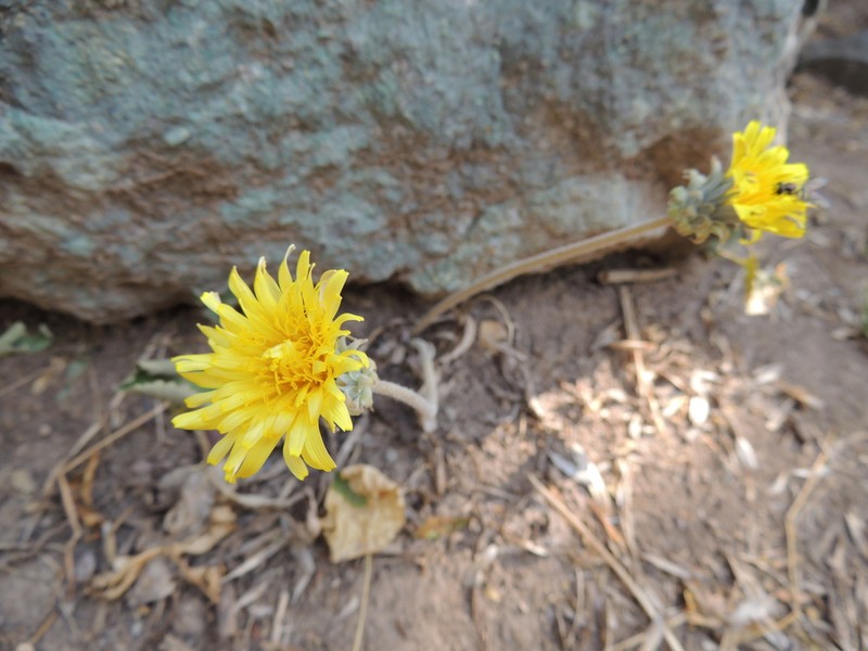 Taraxacum turcomanicum photo 5