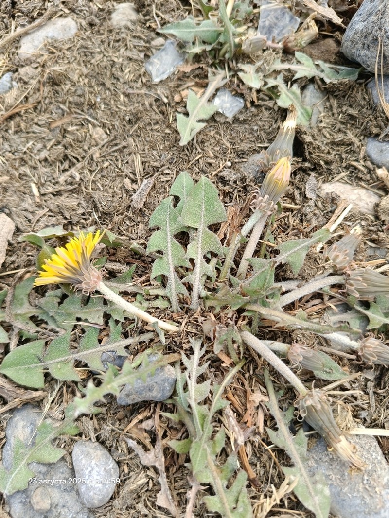 Taraxacum turcomanicum photo 6