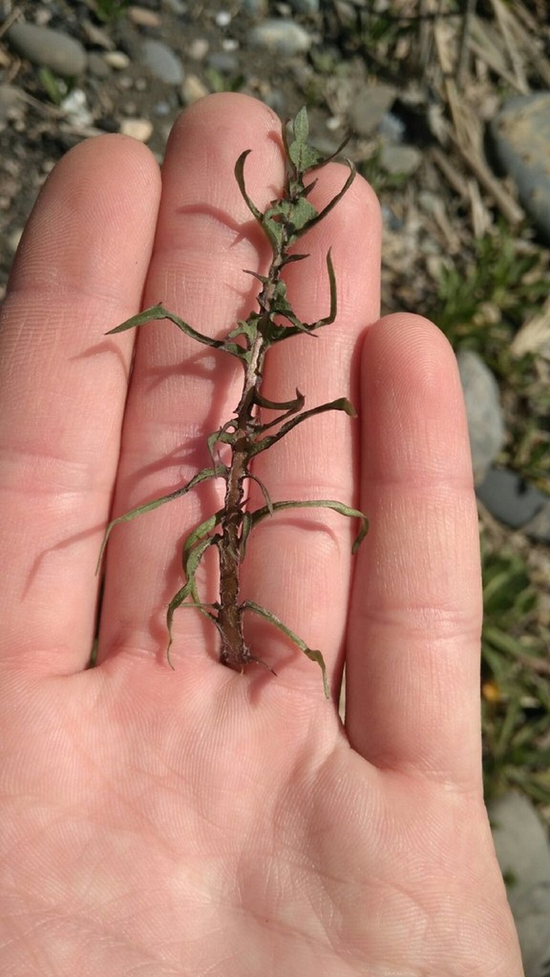 Taraxacum turcomanicum photo 7