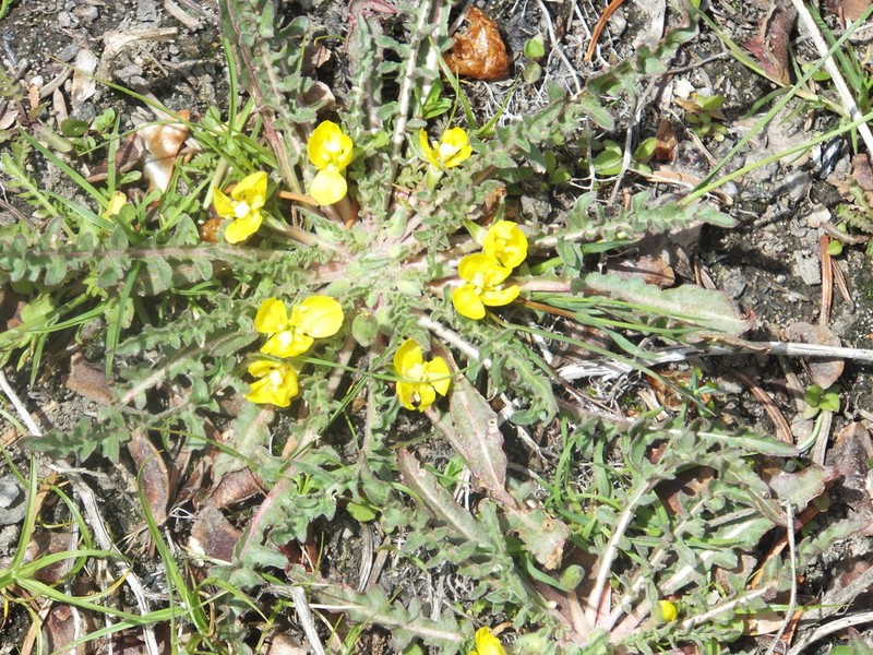 Fewflower Evening Primrose