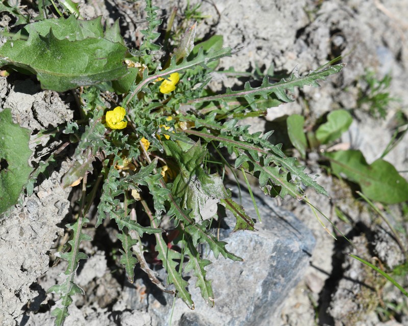 Fewflower Evening Primrose photo 2