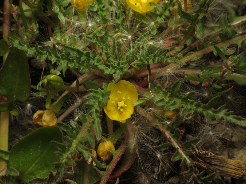 Fewflower Evening Primrose photo 3