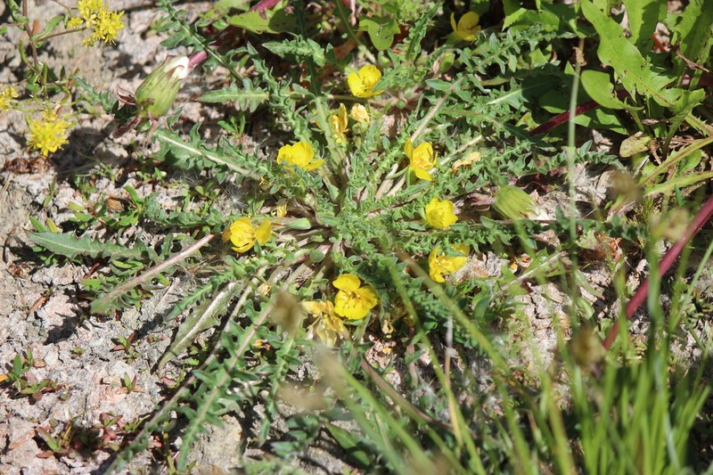 Fewflower Evening Primrose photo 4