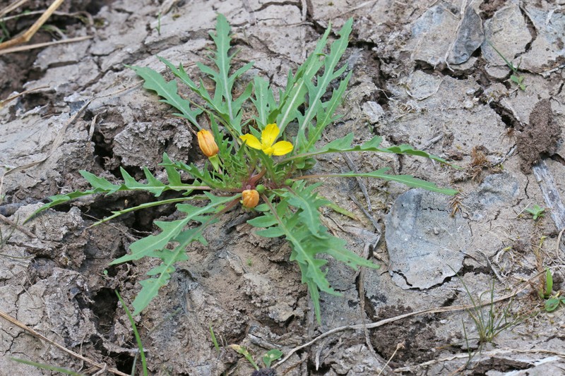 Fewflower Evening Primrose photo 5