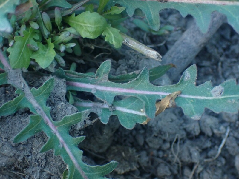 Fewflower Evening Primrose photo 6
