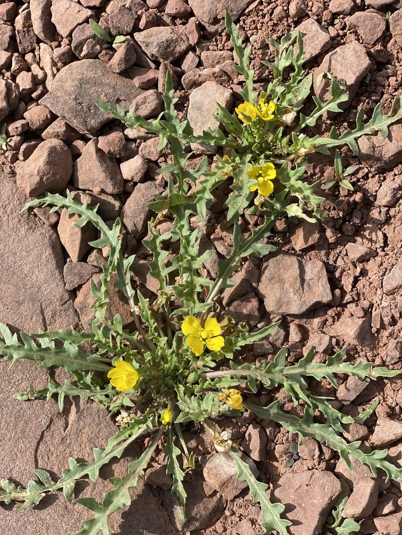 Fewflower Evening Primrose photo 7