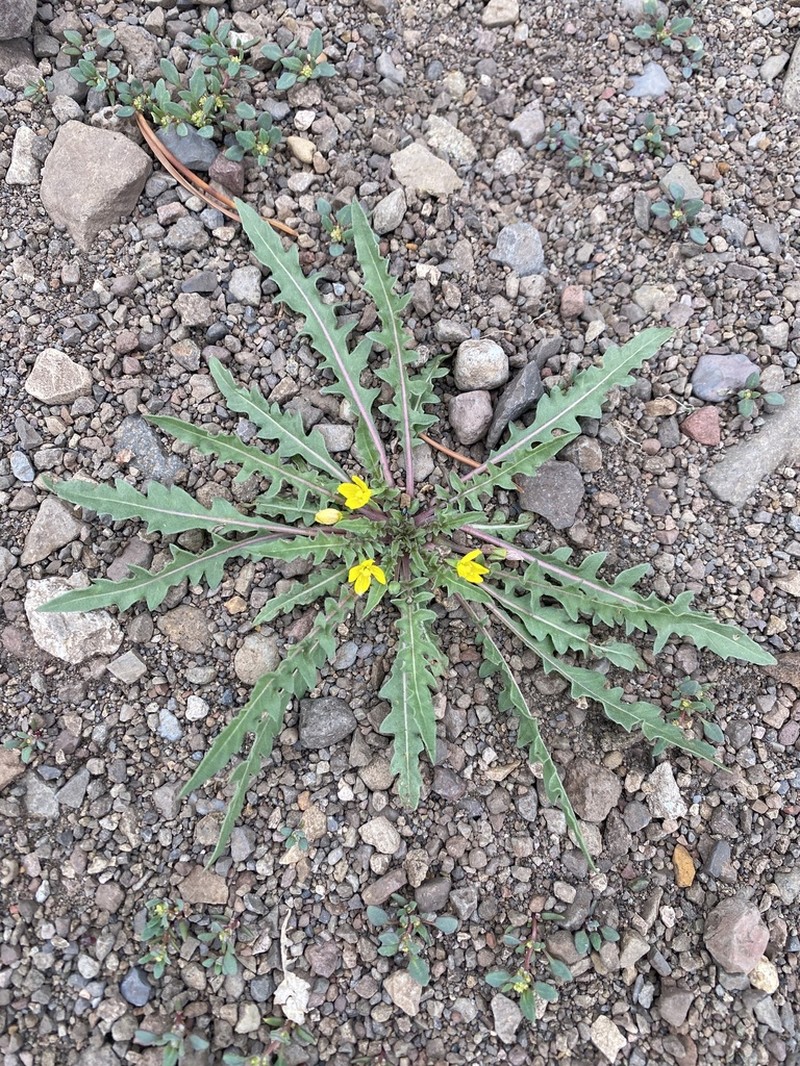 Fewflower Evening Primrose photo 8