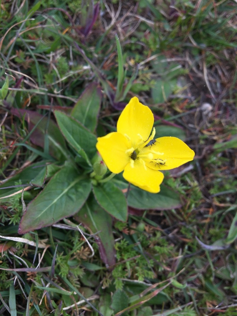 Goldeneggs photo 3