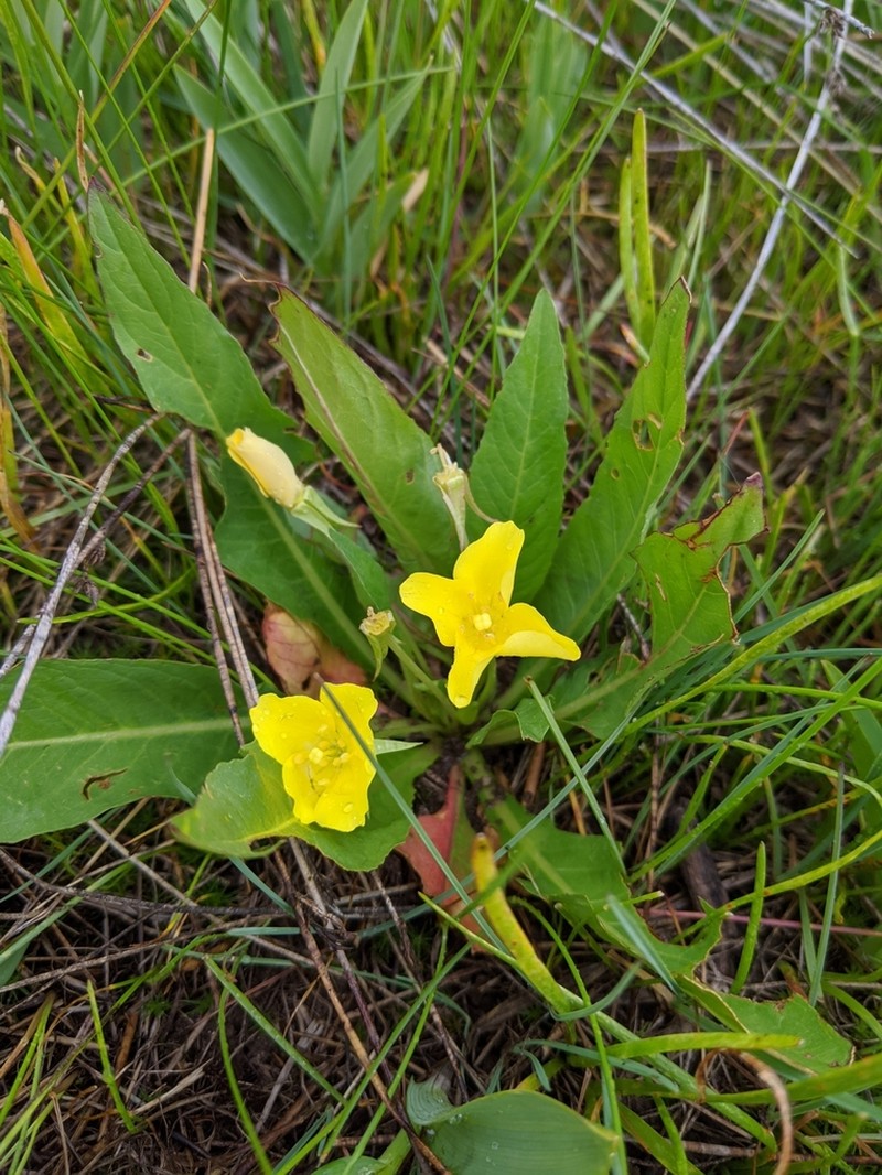 Diffuseflower Evening Primrose