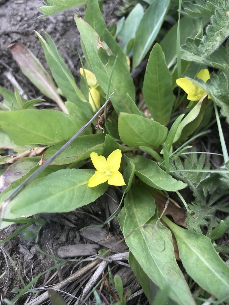 Diffuseflower Evening Primrose photo 2