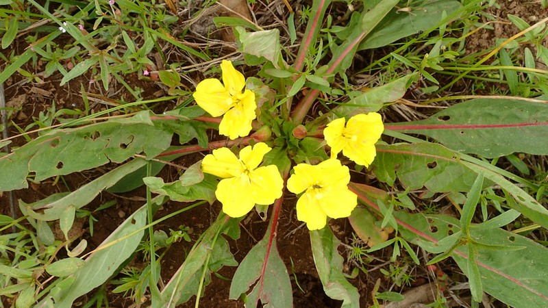 Diffuseflower Evening Primrose photo 3