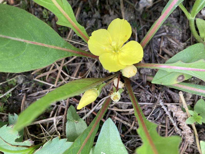 Diffuseflower Evening Primrose photo 4