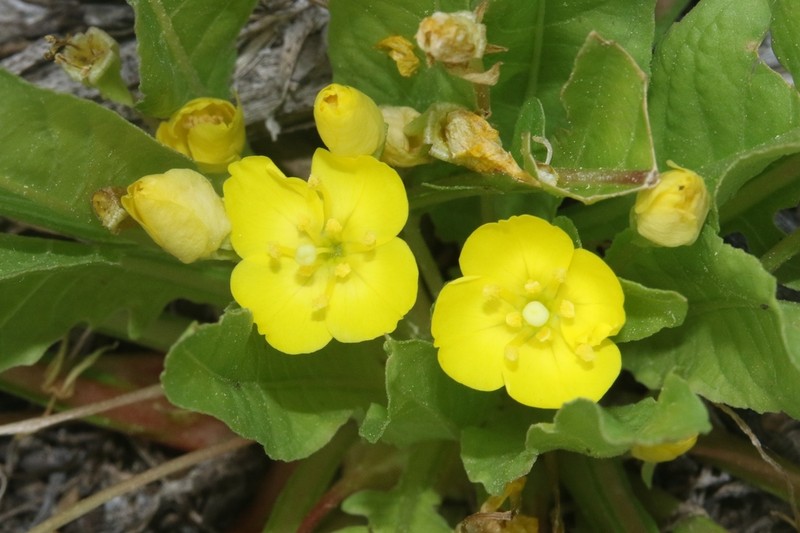 Diffuseflower Evening Primrose photo 5