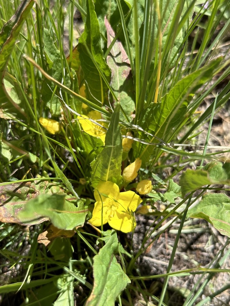 Diffuseflower Evening Primrose photo 6