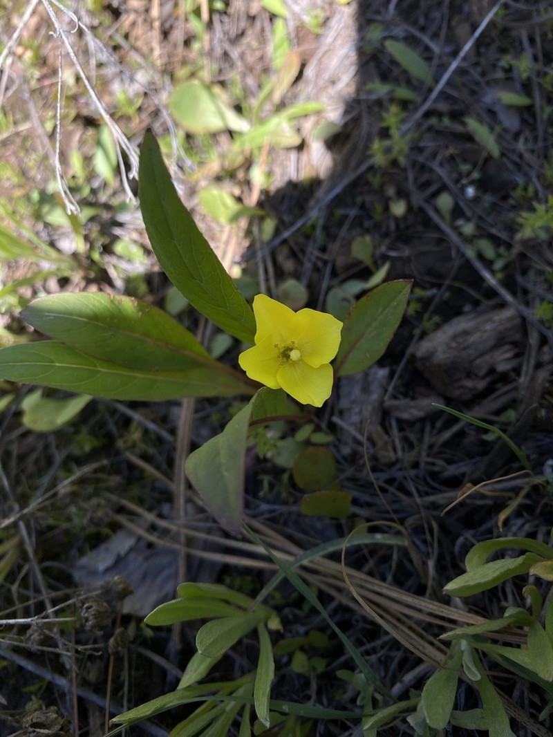 Diffuseflower Evening Primrose photo 7