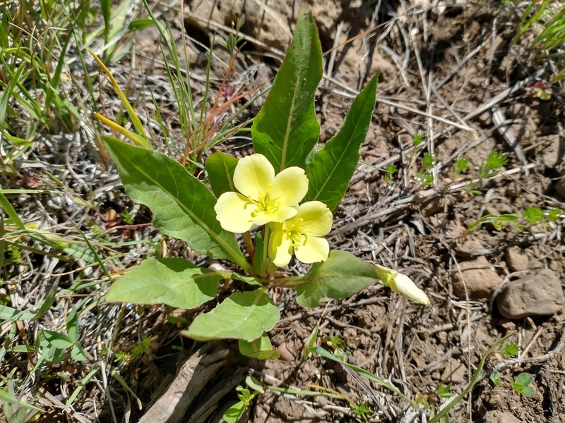 Diffuseflower Evening Primrose photo 8