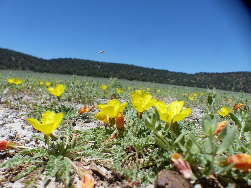 Tansyleaf Evening Primrose