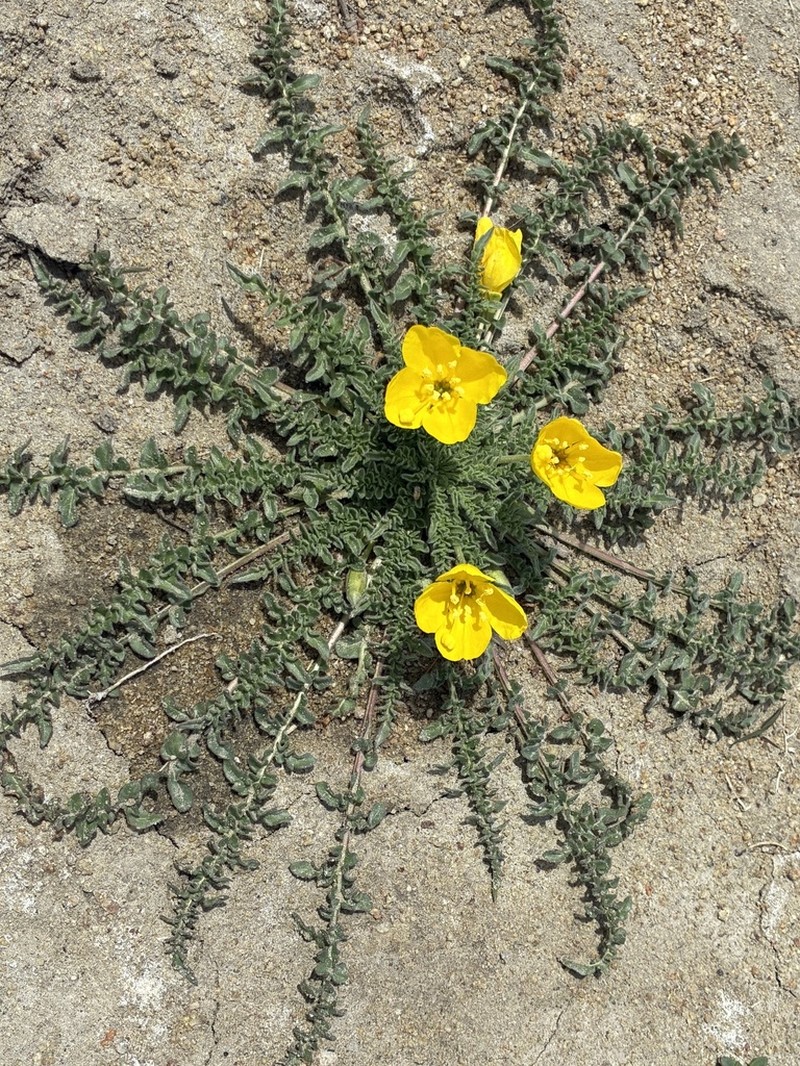 Tansyleaf Evening Primrose photo 2