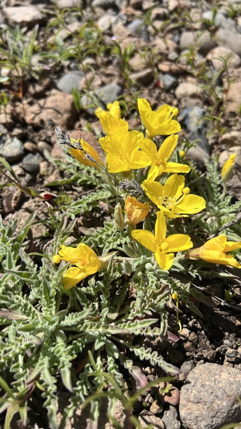 Tansyleaf Evening Primrose photo 4