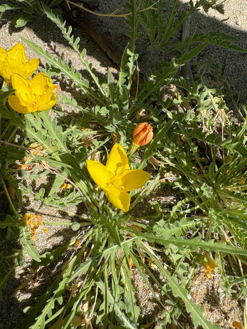 Tansyleaf Evening Primrose photo 6