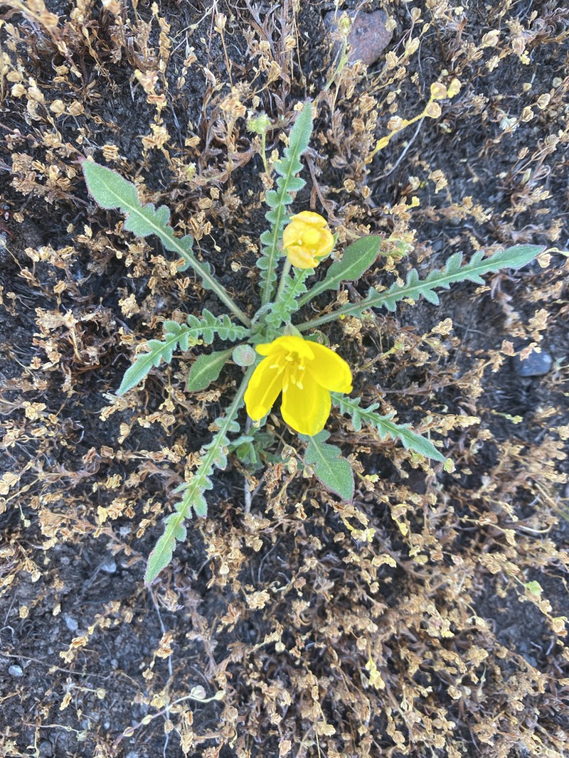 Tansyleaf Evening Primrose photo 7