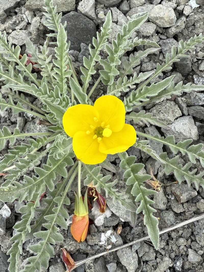 Tansyleaf Evening Primrose photo 8