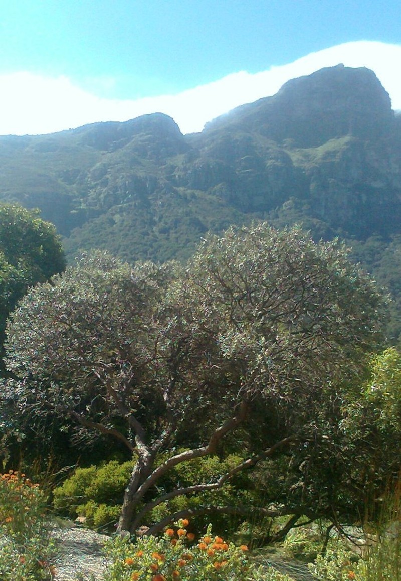 Tarchonanthus littoralis