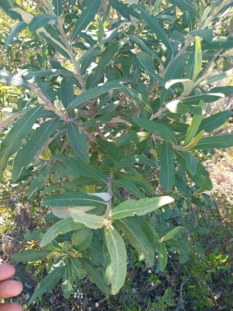 Tarchonanthus littoralis photo 3