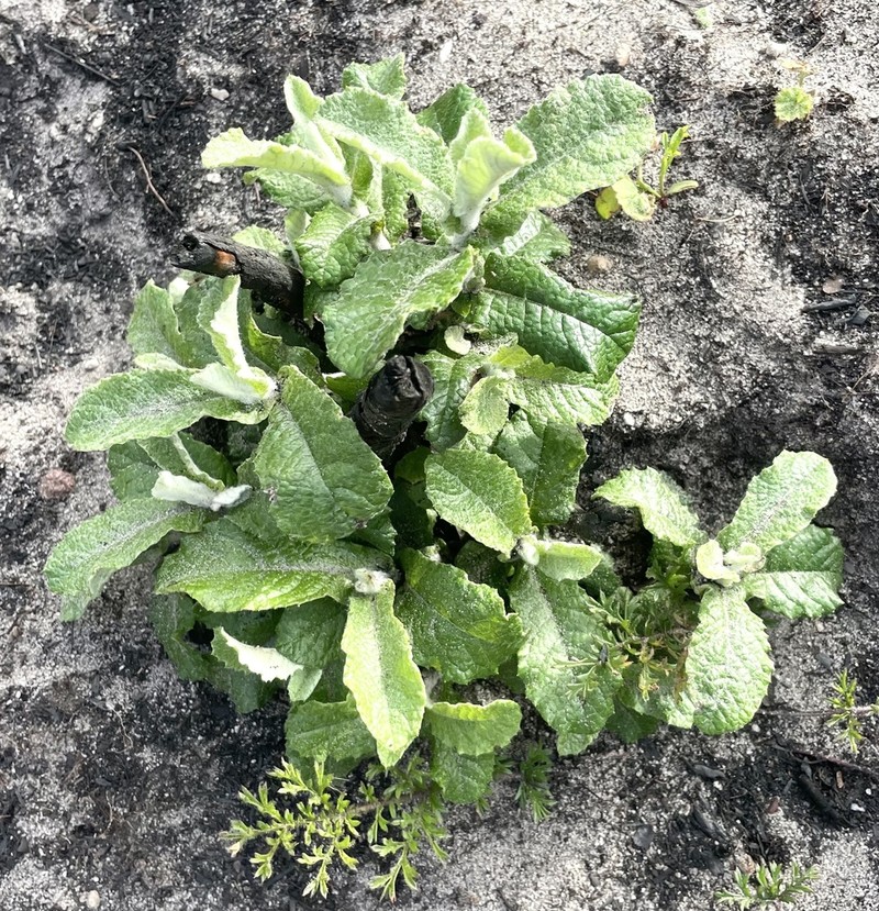 Tarchonanthus littoralis photo 4