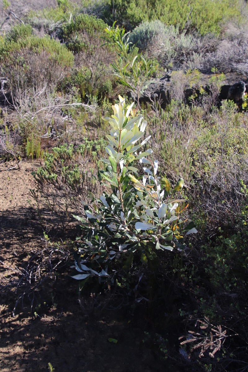 Tarchonanthus littoralis photo 5