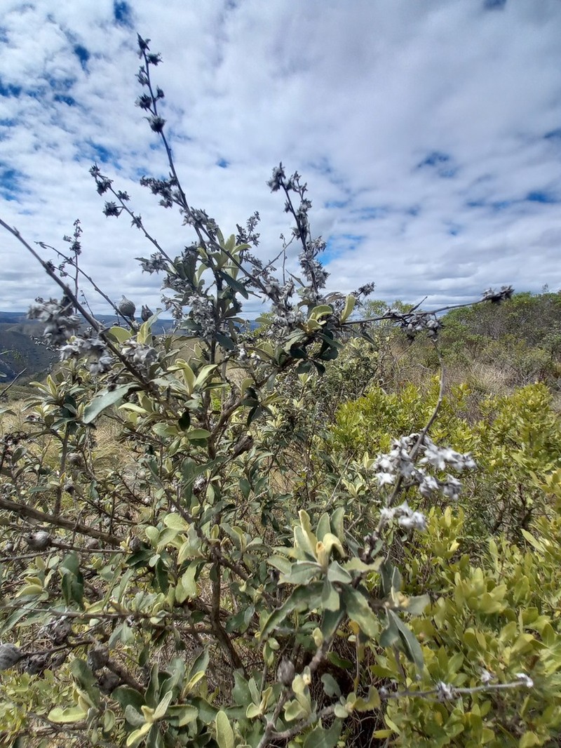 Tarchonanthus littoralis photo 7