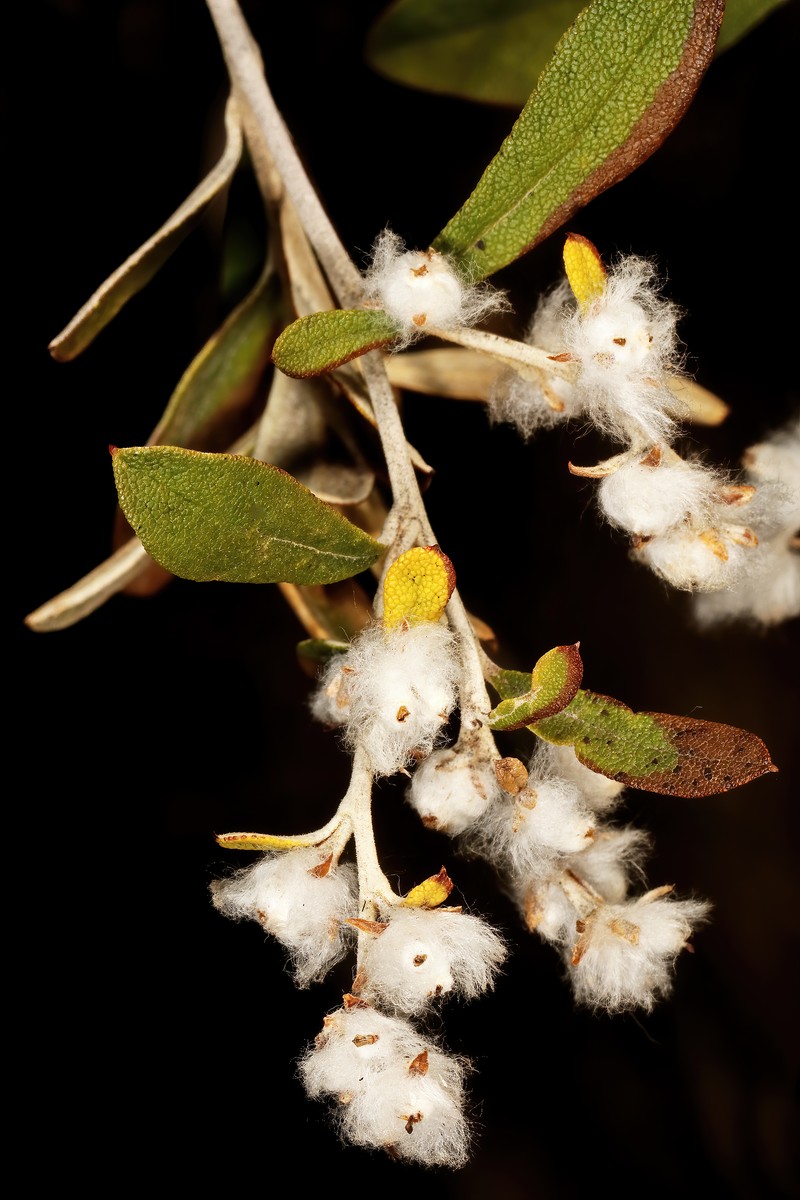 Tarchonanthus parvicapitulatus