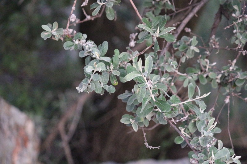 Tarchonanthus parvicapitulatus photo 5