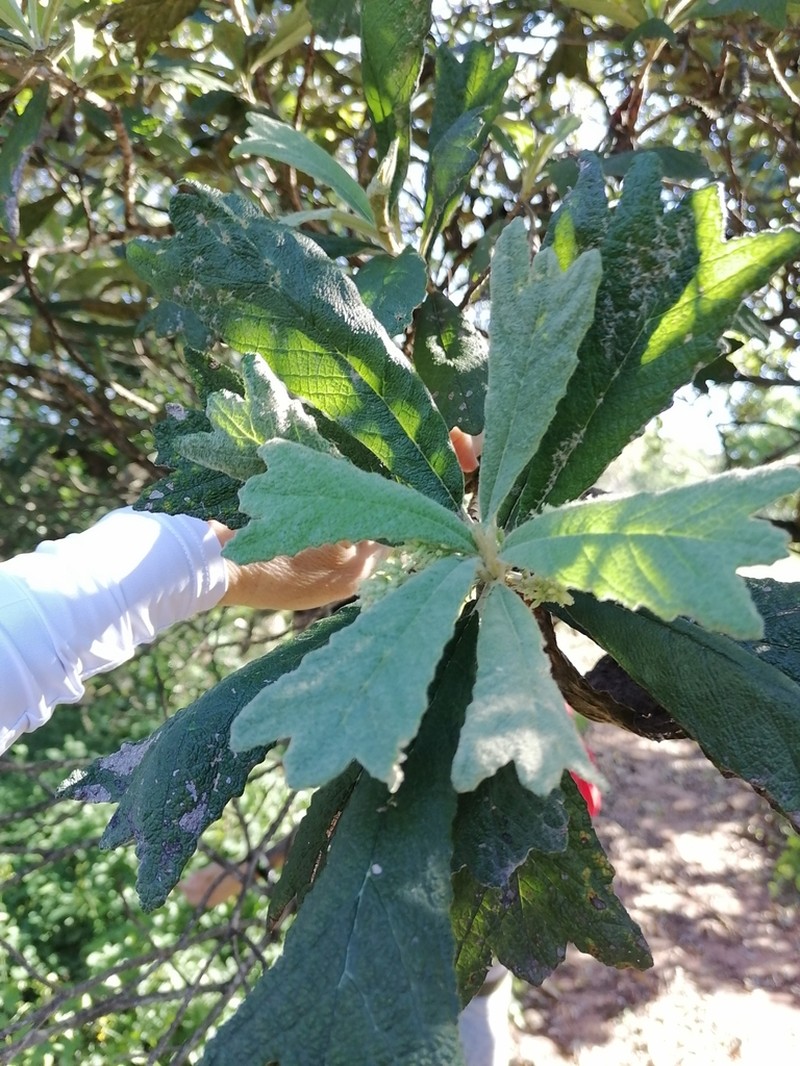 Tarchonanthus trilobus photo 3