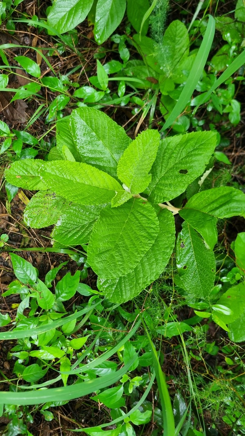 Tarchonanthus trilobus var. galpinii