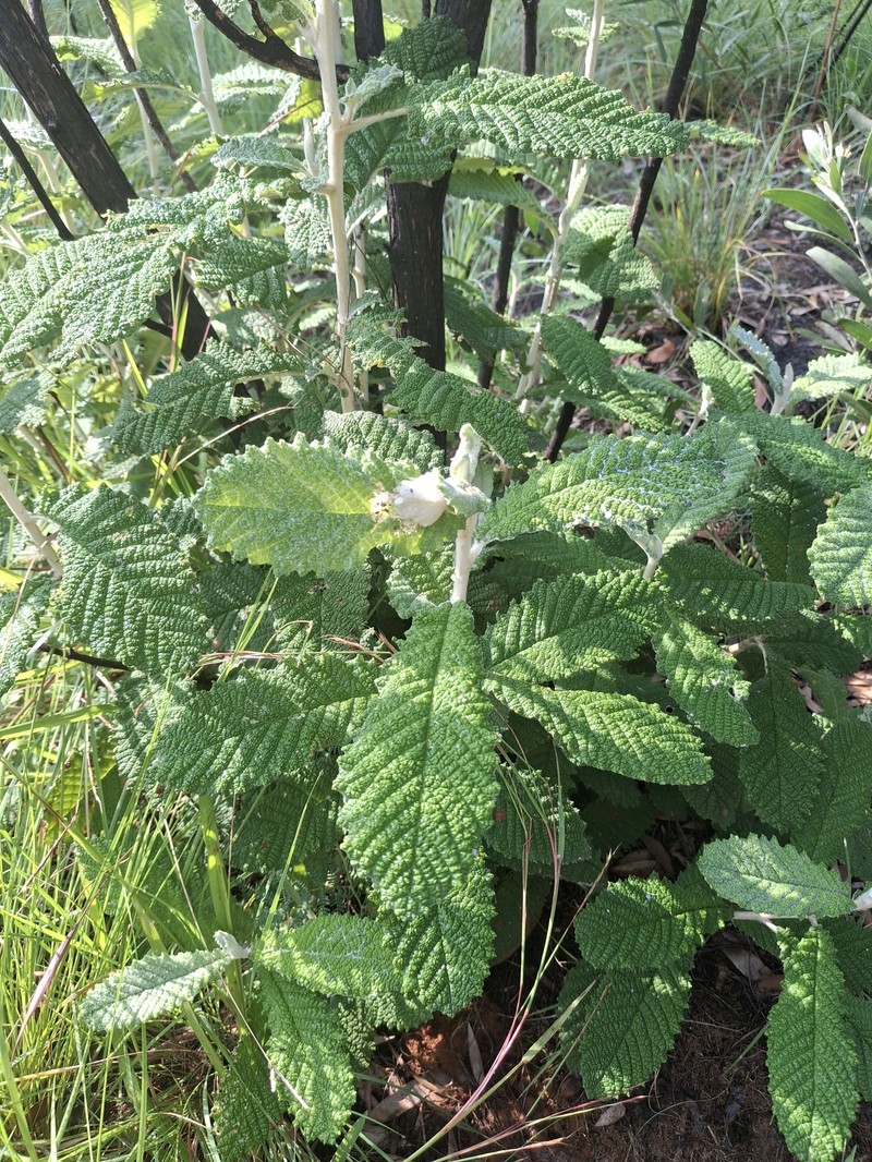 Tarchonanthus trilobus var. galpinii photo 2