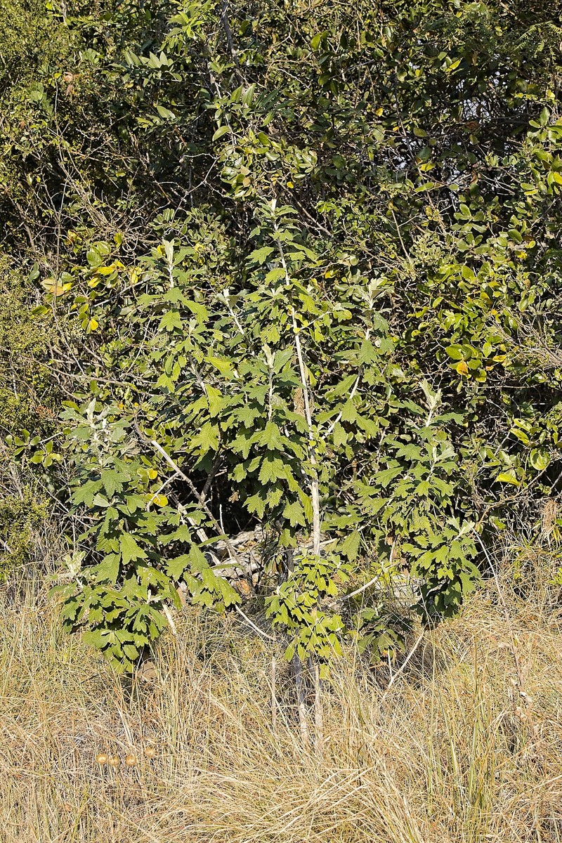 Tarchonanthus trilobus var. trilobus