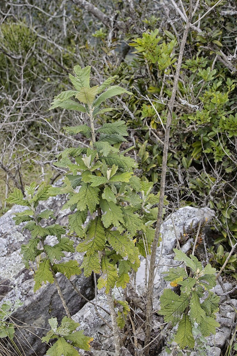 Tarchonanthus trilobus var. trilobus photo 4