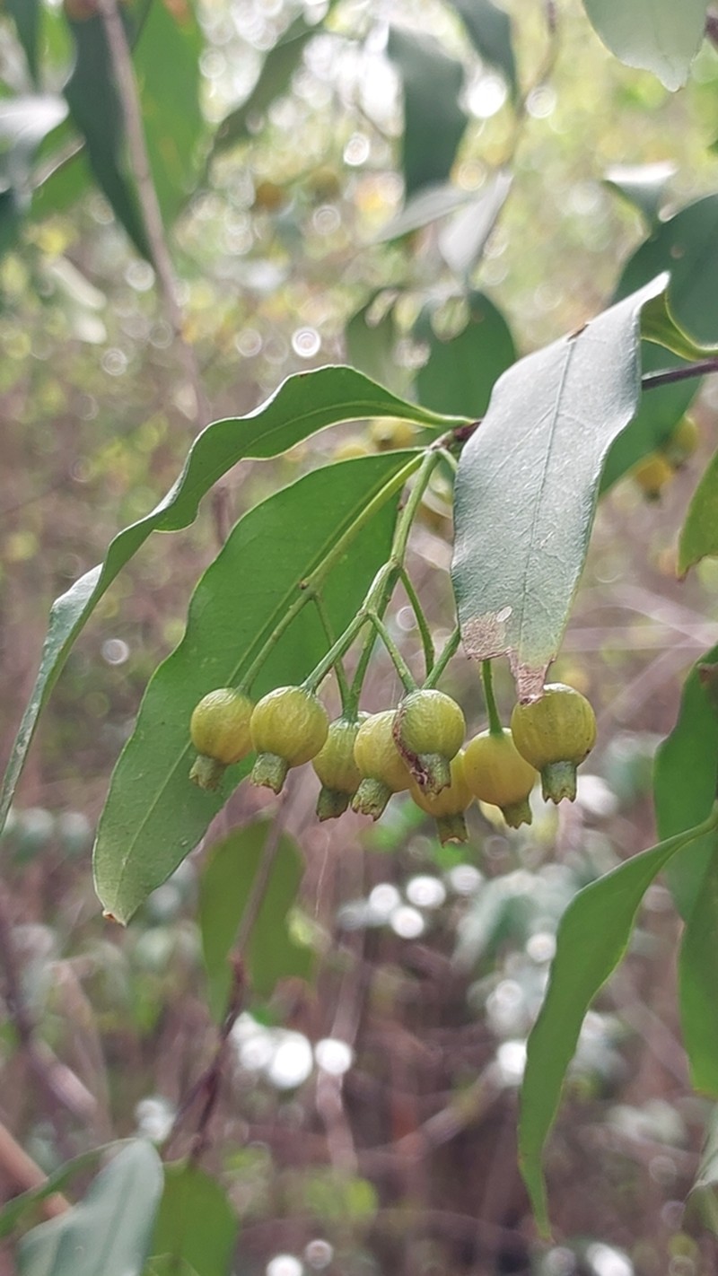 Tarenna madagascariensis