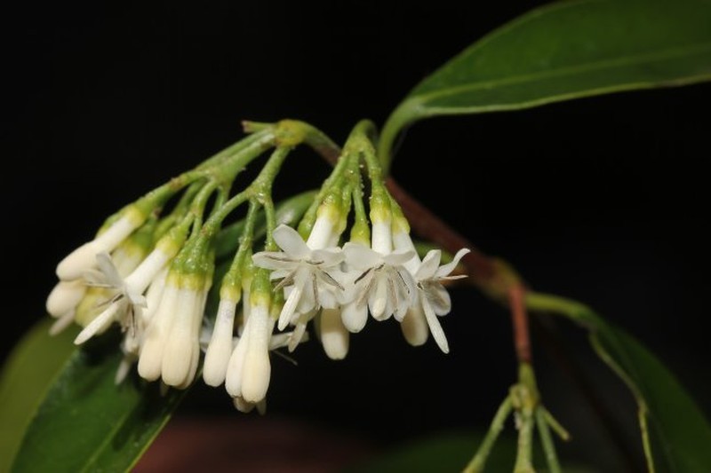 Tarenna madagascariensis photo 3